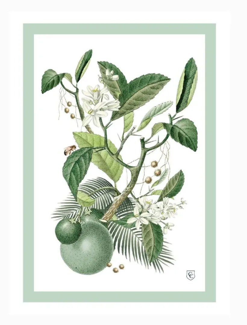 Towels*Zjoosh CC Botanical Tea Towel Limes