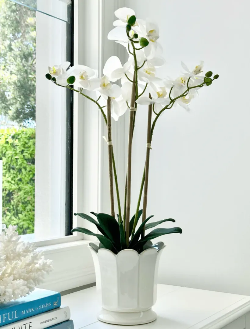 Flowers*3rd Party Other Orchid Phalaenopsis (61cm) White