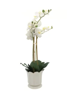 Flowers*3rd Party Other Orchid Phalaenopsis (61cm) White