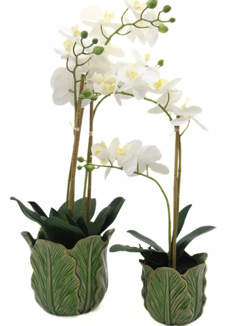 Flowers*3rd Party Other Orchid Phalaenopsis (61cm) White
