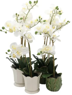 Flowers*3rd Party Other Orchid Phalaenopsis (61cm) White