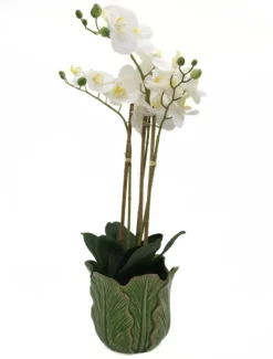 Flowers*3rd Party Other Orchid Phalaenopsis (61cm) White