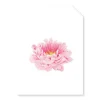 Stationery*Zjoosh Pink Peony Tag